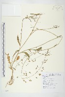 薺藏品圖，第1張