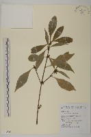 福建賽衛矛、福建假衛矛藏品圖，第1張