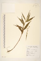 黃菀藏品圖，第1張