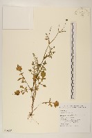 矮菊藏品圖，第1張