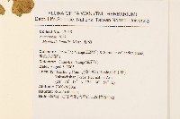 矮菊藏品圖，第2張