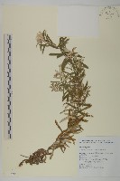 抱莖籟簫藏品圖，第1張