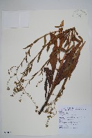 琉璃草藏品圖，第1張