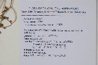 琉璃草藏品圖，第2張