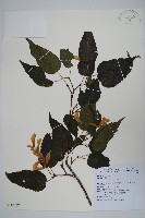 尖葉槭藏品圖，第1張