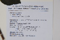 尖葉槭藏品圖，第2張