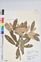 臺灣杜鵑藏品圖，第1張