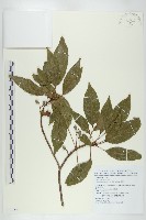 薯豆藏品圖，第1張