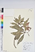 鹿角杜鵑、西施花、青紫木藏品圖，第1張