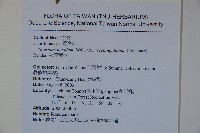 狹葉莢迷藏品圖，第2張