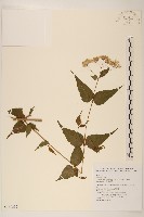 田代氏澤蘭藏品圖，第1張