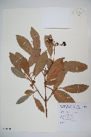 著生珊瑚樹藏品圖，第1張