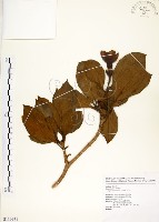 灰莉藏品圖，第1張