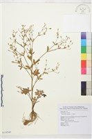 石龍芮藏品圖，第1張