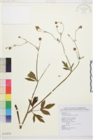 水辣菜、禺毛茛藏品圖，第1張