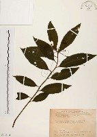 黑星紫金牛藏品圖，第1張