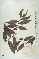 軟毛柿藏品圖，第1張