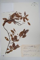 酸藤藏品圖，第1張