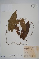 蜂窩馬兜鈴藏品圖，第1張