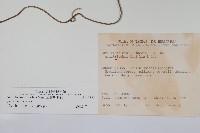 蜂窩馬兜鈴藏品圖，第2張