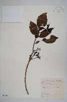 長花厚殼樹藏品圖，第1張