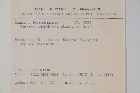 長花厚殼樹藏品圖，第2張