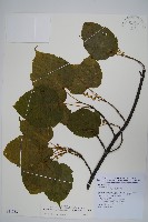 臺灣紅榨槭藏品圖，第1張