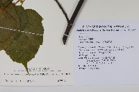 臺灣紅榨槭藏品圖，第2張