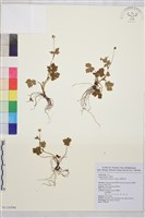 鹿場毛茛藏品圖，第1張