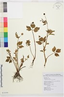 水辣菜、禺毛茛藏品圖，第1張