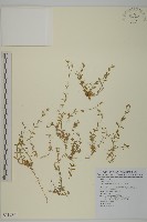 玉山卷耳藏品圖，第1張