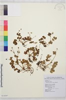 鹿場毛茛藏品圖，第1張