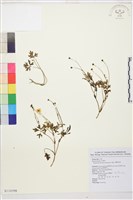 蓬萊毛茛藏品圖，第1張