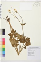 毛茛藏品圖，第1張