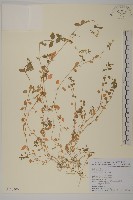 繁縷藏品圖，第1張