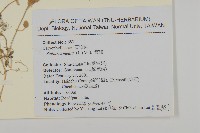 繁縷藏品圖，第2張