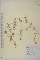 疏花繁縷藏品圖，第1張