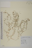 雀舌草藏品圖，第1張