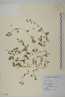 阿里山繁縷藏品圖，第1張