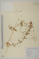 疏花繁縷藏品圖，第1張