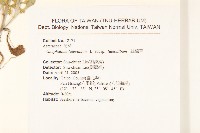 絲綿草藏品圖，第2張