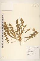 臺灣蒲公英藏品圖，第1張