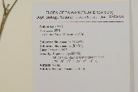 掃帚菊藏品圖，第2張