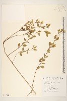 大天蓬草舅藏品圖，第1張