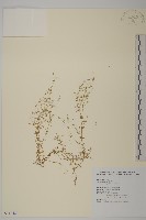 無心菜、鵝不食草藏品圖，第1張