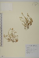 玉山卷耳藏品圖，第1張