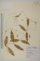 獨子繁縷藏品圖，第1張