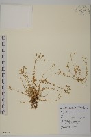 玉山卷耳藏品圖，第1張