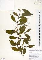 台灣楊桐藏品圖，第1張