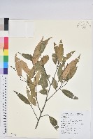 白校欑藏品圖，第1張